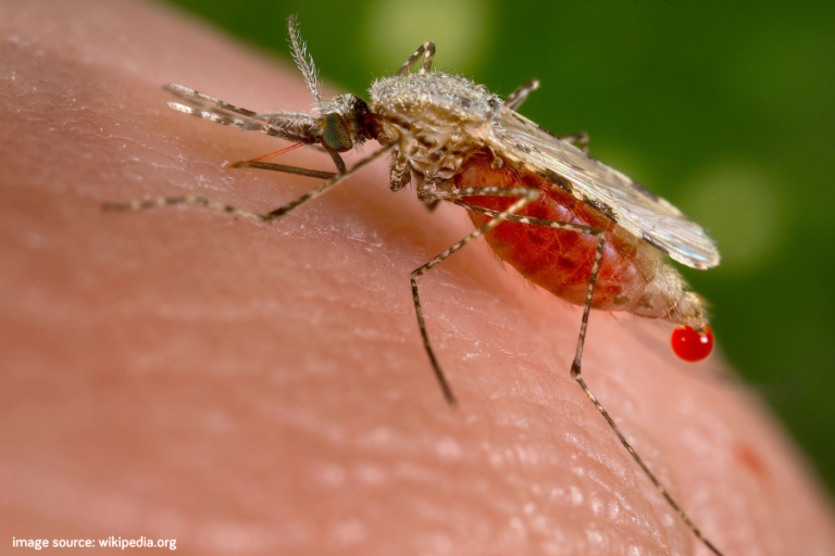 Malaria, Apa dan Bagaimana Pencegahan dan Pengobatannya?